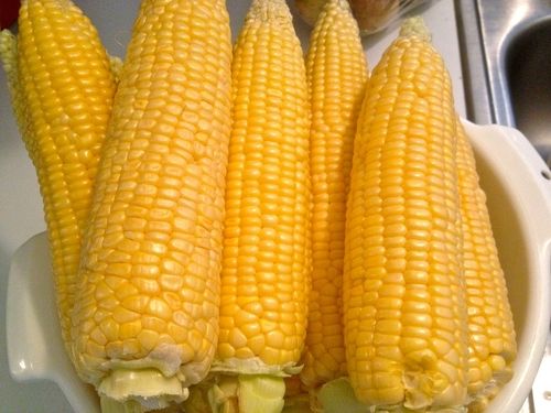 Yellow Maize