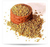 Coriander Seeds