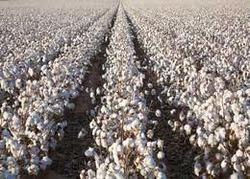 Cotton