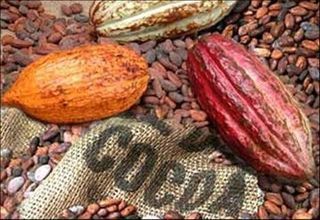 Cocoa Beans