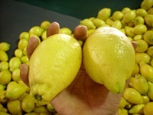 Fresh Lime And Lemon