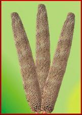 Bajra Seeds