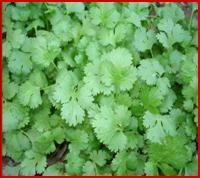 Coriander Seed