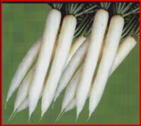 Hy.Radish Seed