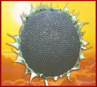 Hy.Sunflower Seed