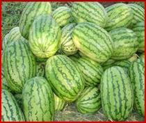 Hy.Water Melon Seed