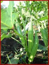 Hybrid Bhindi