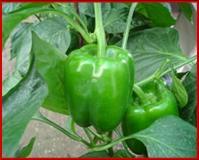 Hybrid Capsicum