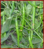 Hybrid Chilli Green Blaze