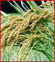 Imp.Paddy Seed