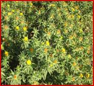 Imp. Safflower Seed - 120-125 Days Duration, Rose Colored Seeds with Yield Potential of 15-20 Qtls/Hect | Ideal for Drought Prone Areas