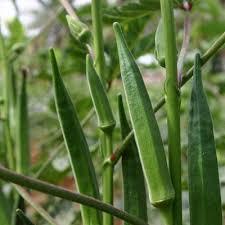 Maruti Okra Seeds - Kajal F1 Hy 