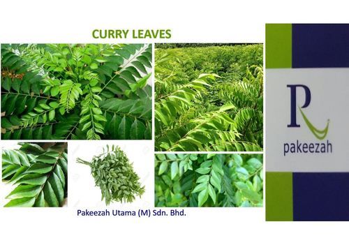 Curry Leaves