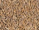 Cumin Seeds