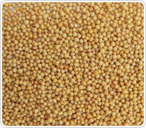 Yellow Mustard Seeds