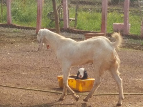 Goat Farm By Capra Agro