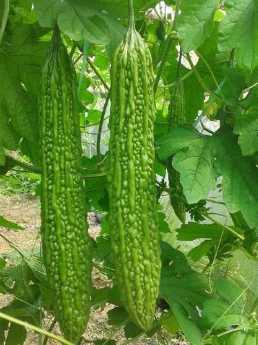 Maruti Abhishek F1 Hybrid Bittergourd Seeds