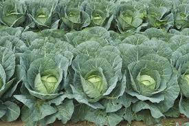 Maruti Cabbage Seeds Indu F1 Hybrid