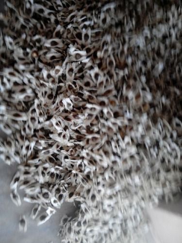 Organic Moringa Seeds