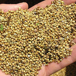 Golden Bajra Seeds