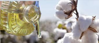 Cotton Seed Oil