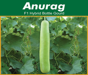 Hybrid Bottle Gourd Seeds