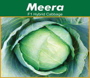 Hybrid Cabbage seeds