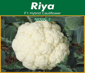Hybrid Cauliflower seeds