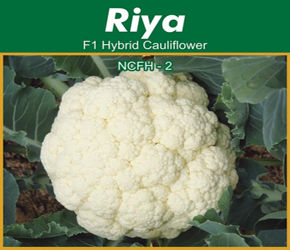 Hybrid Cauliflower Seeds