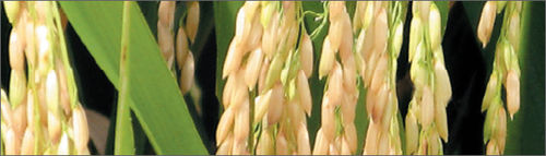 Hybrid Paddy Seeds