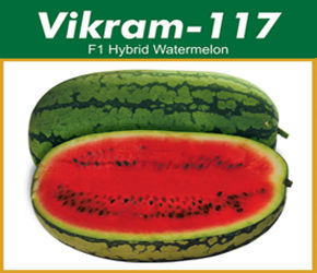 Hybrid Water Melon Seeds