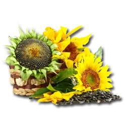 Sunflower Seeds By Pharmachem Inc