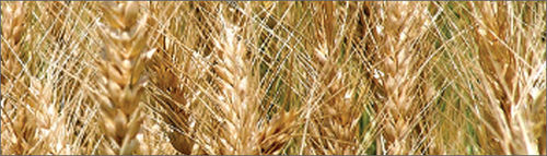 Wheat Seeds