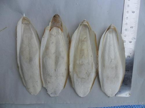 Cuttlefish Bone Size 4-6 cms