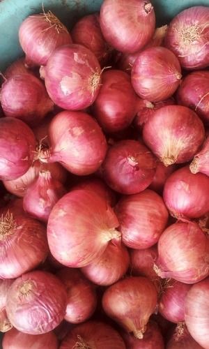 Red Onion - Export Quality Above 53 mm, Available in 5, 10, 15, 20, 60 kg Mesh and Nylon Bags