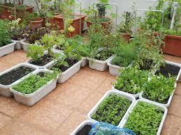 Terrace Gardening