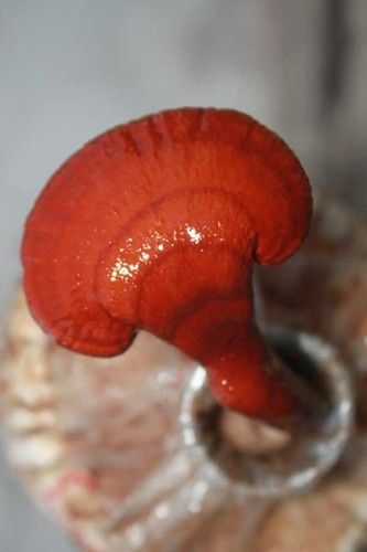 Red Reishi Fruit Body