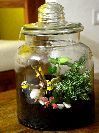 Cookie Jar Terrarium 