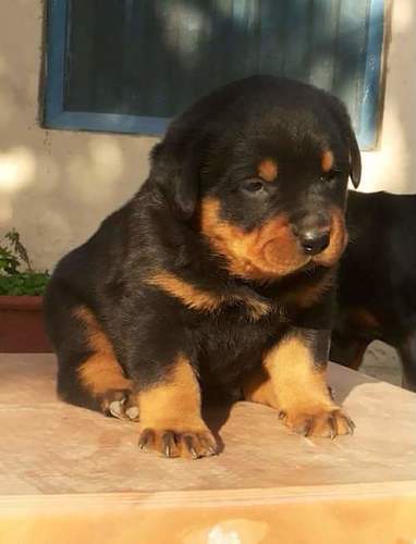 Cute Baby German Shepherds