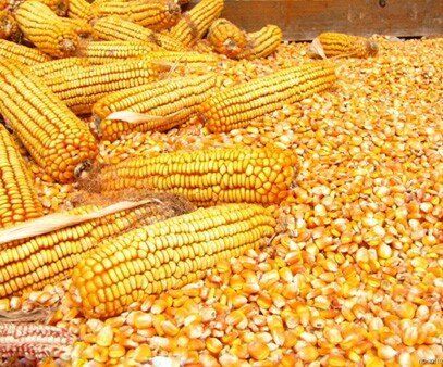 Dried Maize