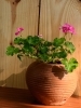 Geranium in Terracotta Pot