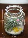 Green Burst Air Plant