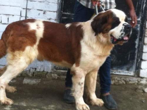 Saint Bernards