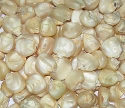 White Maize Corn