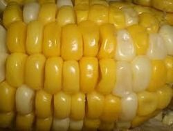 Yellow and White Maize