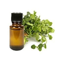 Coriander Oil