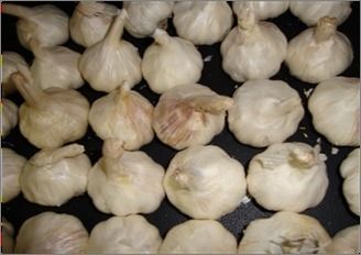 Fresh Garlic