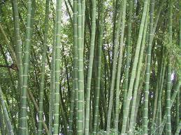 Classic Bamboo Poles