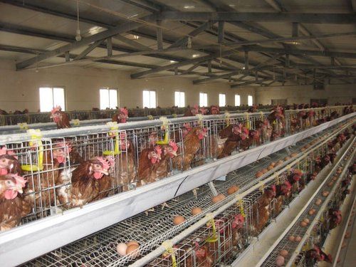 256 Birds Layer Chicken Cages