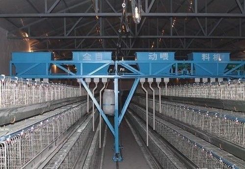 Steel Automatic Poultry Farming Feeding System For Chicken